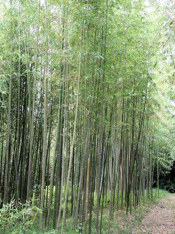 Phyllostachys bambusoides cv. Kashirodake
