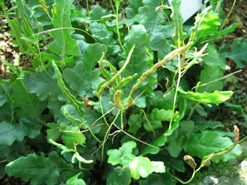 Tectaria zeilanica