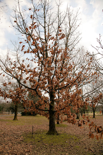 Quercus dentata