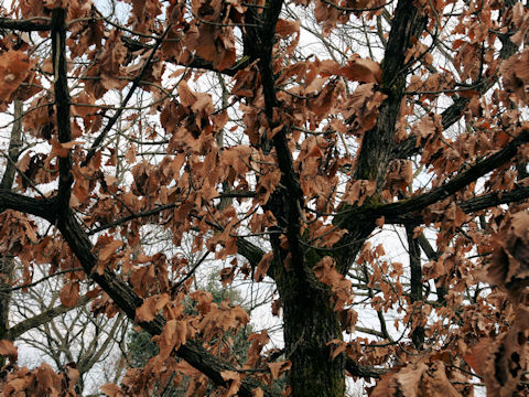 Quercus dentata