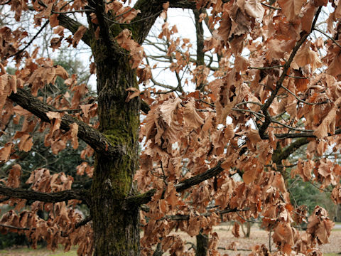 Quercus dentata
