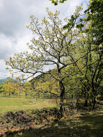 Quercus dentata