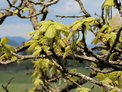 Quercus dentata