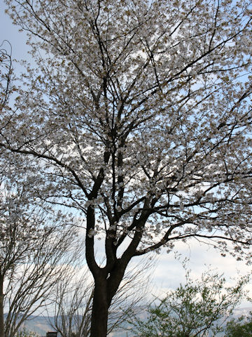 Prunus verecunda