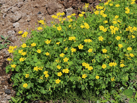 Oxalis corniculata