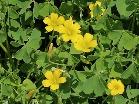 Oxalis corniculata