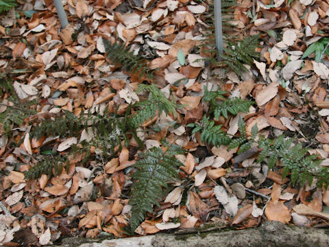 Polystichum makinoi