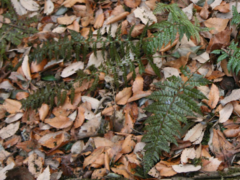 Polystichum makinoi