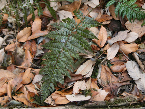 Polystichum makinoi