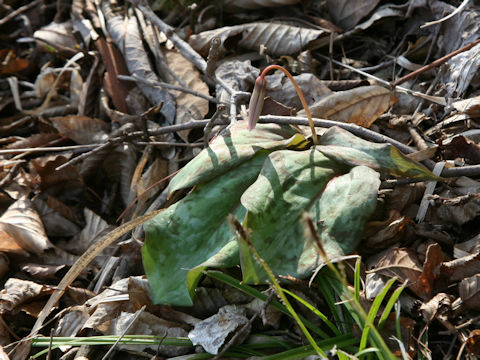 Erythronium japonicum