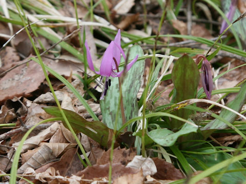 Erythronium japonicum