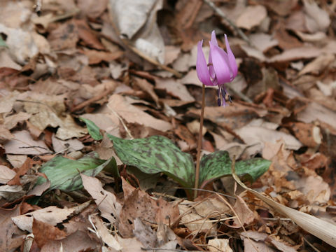 Erythronium japonicum