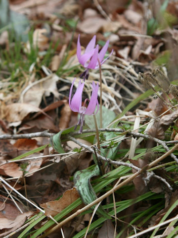 Erythronium japonicum