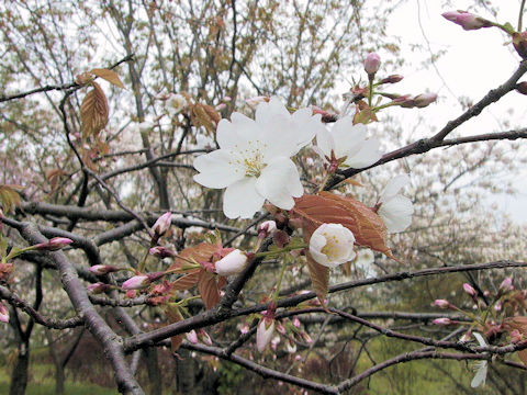 Prunus jamasakura cv. Katano-zakura