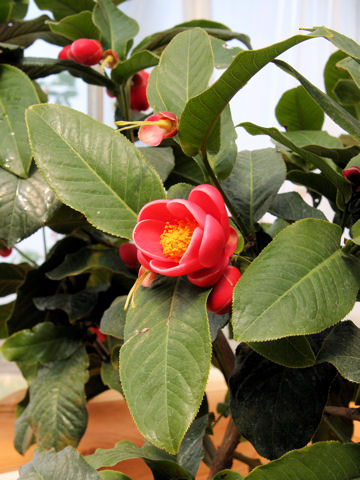 Camellia amplexicaulis