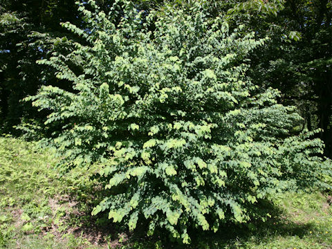 Cercidiphyllum japonicum