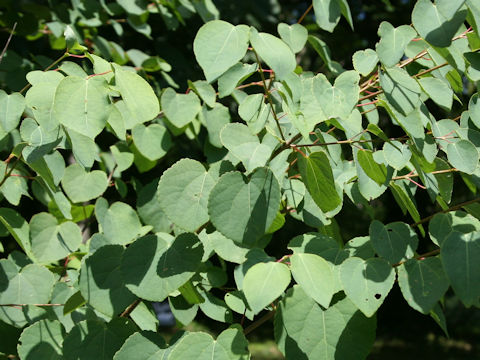 Cercidiphyllum japonicum