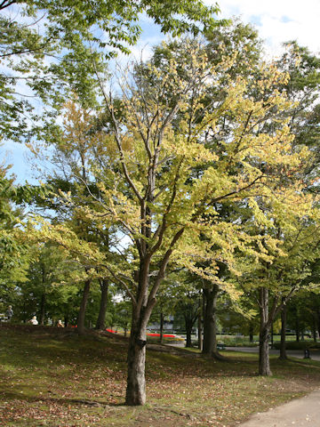 Cercidiphyllum japonicum