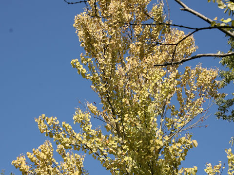 Cercidiphyllum japonicum