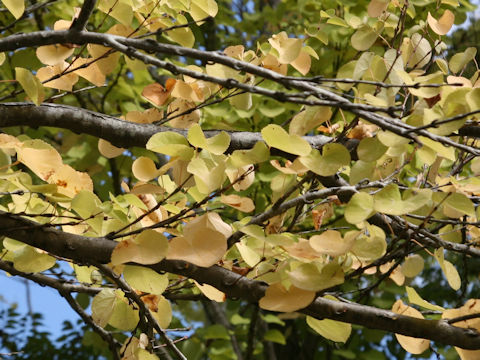 Cercidiphyllum japonicum