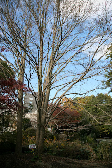 Cercidiphyllum japonicum