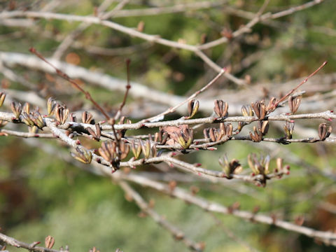 Cercidiphyllum japonicum