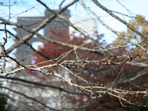 Cercidiphyllum japonicum