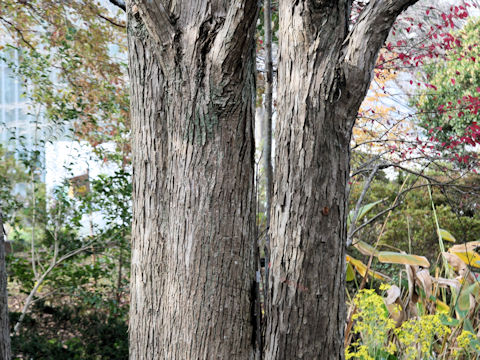 Cercidiphyllum japonicum