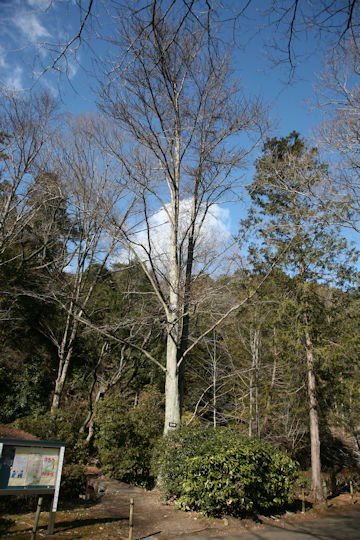 Cercidiphyllum japonicum