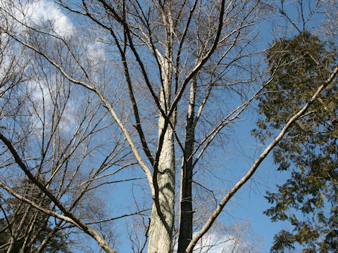 Cercidiphyllum japonicum