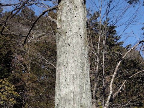 Cercidiphyllum japonicum