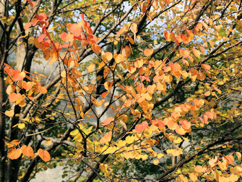 Cercidiphyllum japonicum