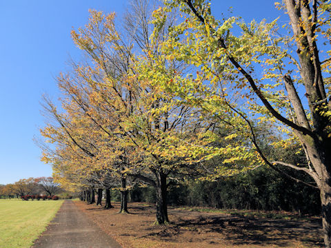 Cercidiphyllum japonicum
