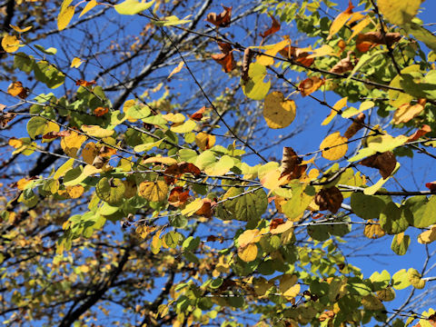 Cercidiphyllum japonicum