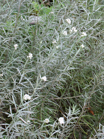 Anaphalis margaritacea ssp. yedoensis