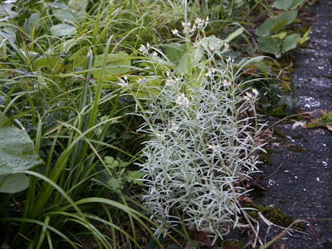 Anaphalis margaritacea ssp. yedoensis