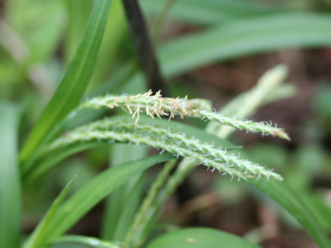 Carex incisa