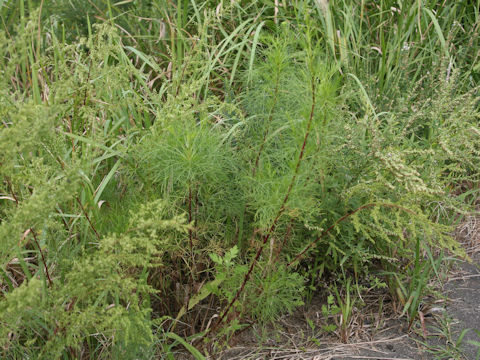 Artemisia capillaris