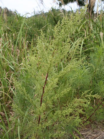 Artemisia capillaris