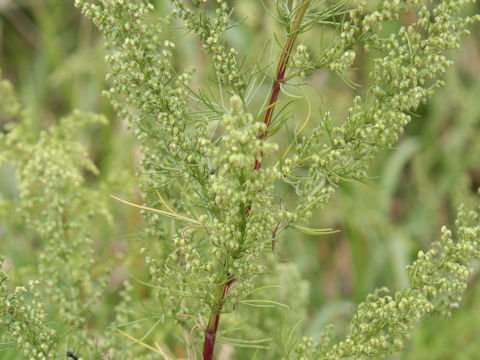 Artemisia capillaris