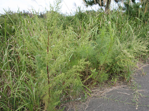 Artemisia capillaris