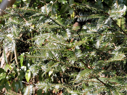 Torreya nucifera