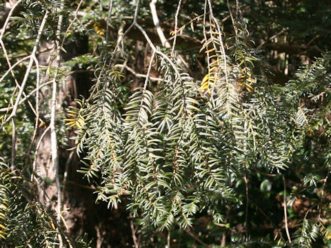 Torreya nucifera