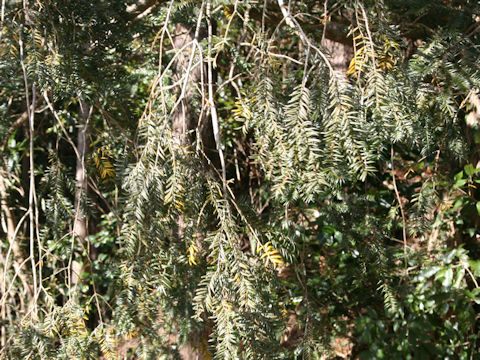 Torreya nucifera