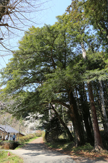 Torreya nucifera