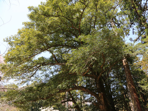 Torreya nucifera