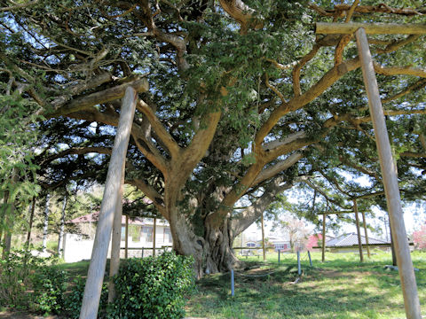 Torreya nucifera