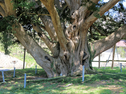 Torreya nucifera