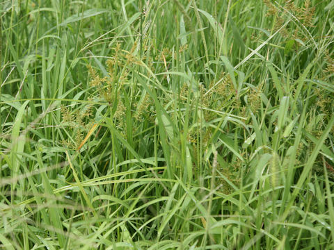 Cyperus microiria