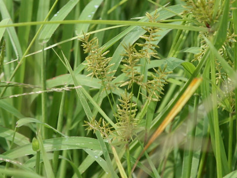 Cyperus microiria